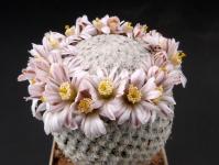 Thumbnail of 1602_Mammillaria sanchez-mejoradae_20130414(1).JPG